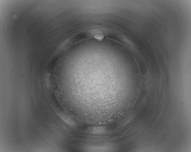X0000062880361200601131314