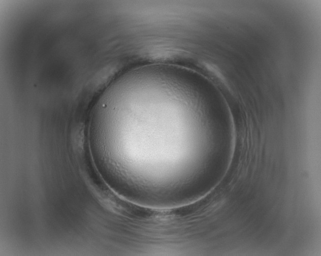 X0000062880495200601131312