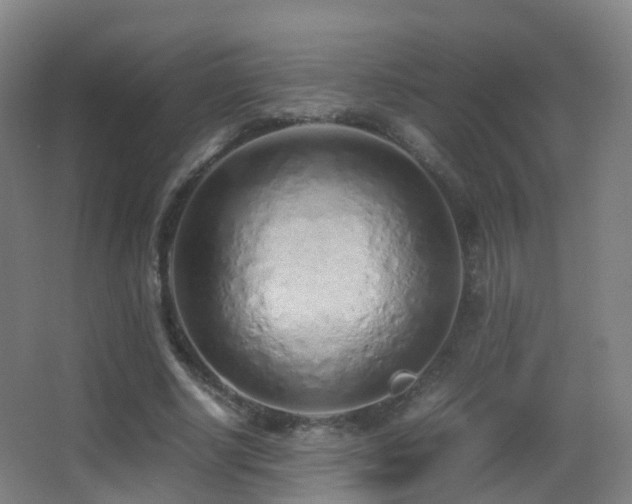 X0000062880634200601131309