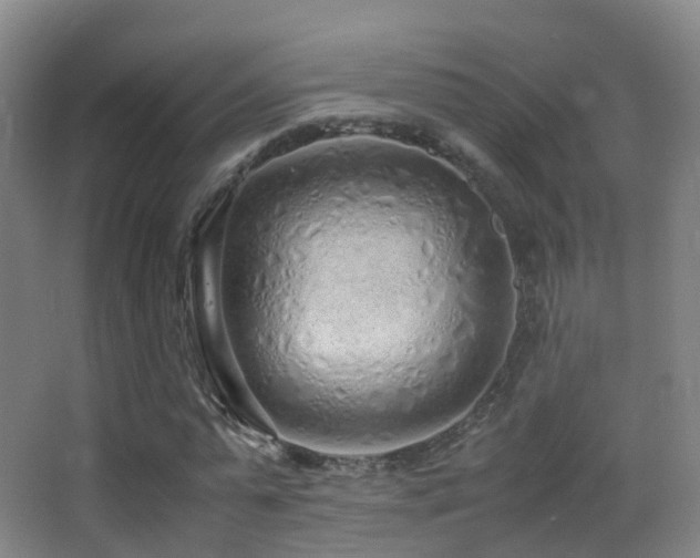 X0000062880775200601131307