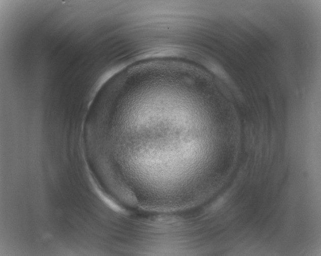 X0000062880842200601131306