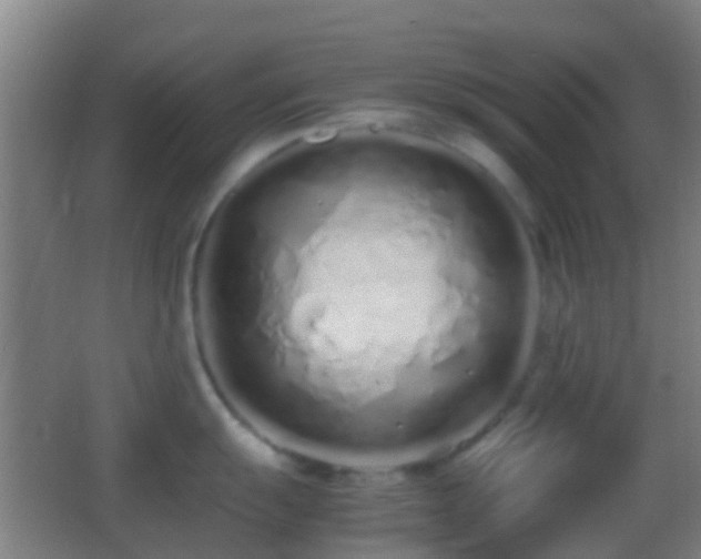 X0000062881055200601131303