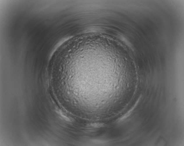 X0000062881117200601131301