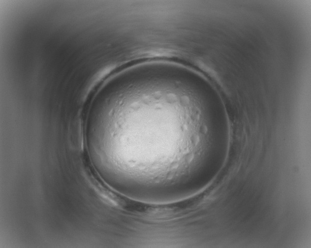 X0000062881171200601131301