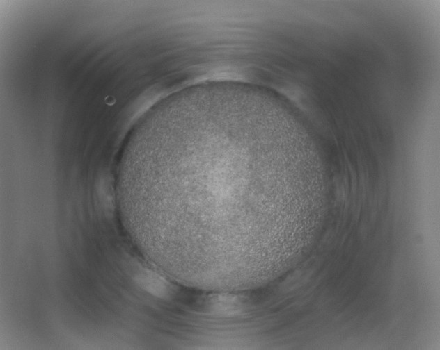 X0000062881266200601131259