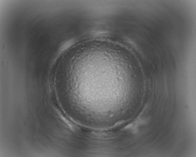 X0000062881405200601131256