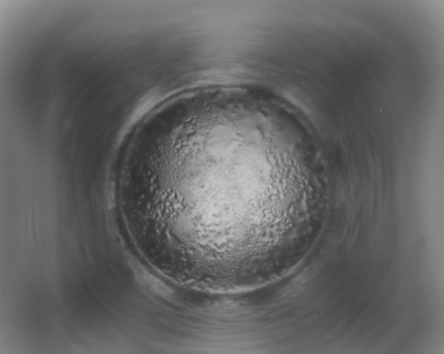 X0000062881459200601131256