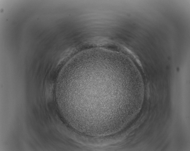 X0000062880018200601171459