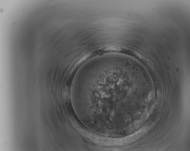 X0000062880048200601171459