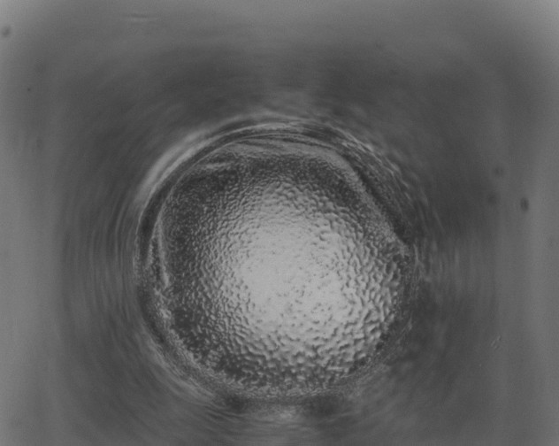 X0000062880247200601171455