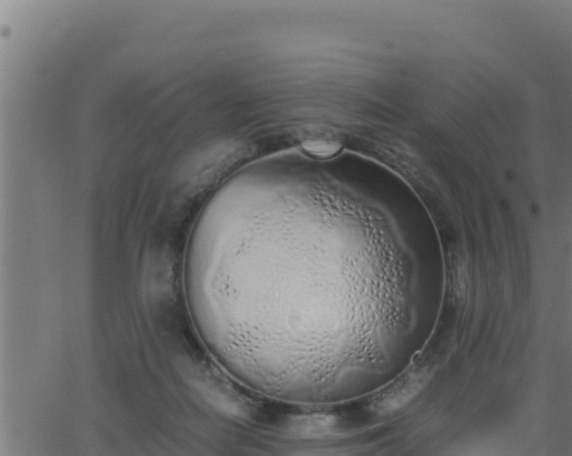 X0000062880266200601171455