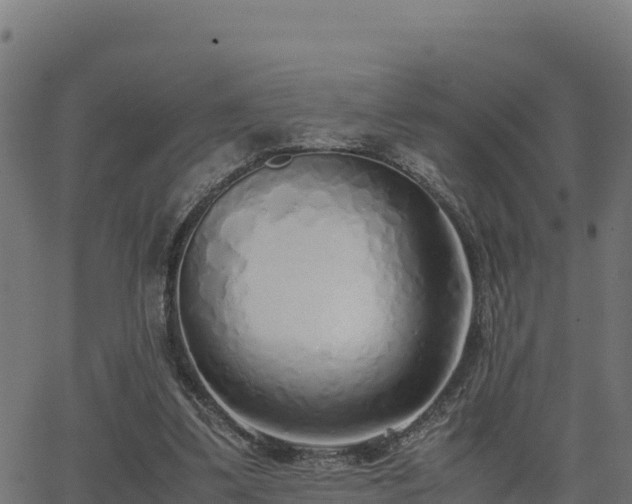 X0000062880299200601171454