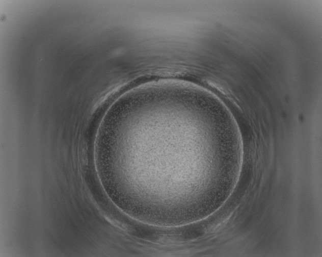 X0000062880303200601171454