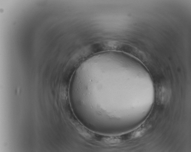 X0000062880331200601171454