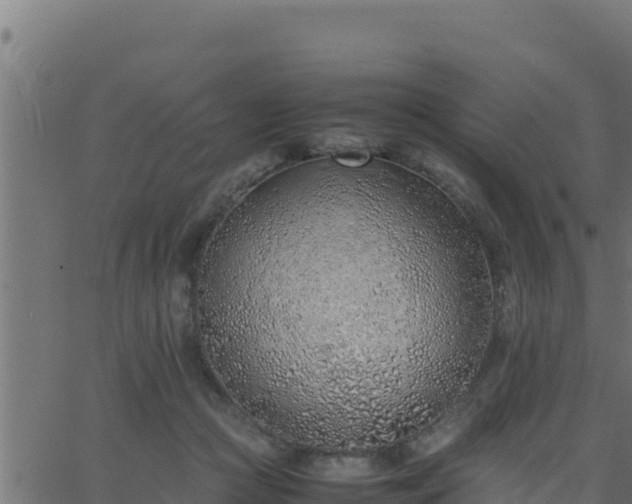 X0000062880361200601171453