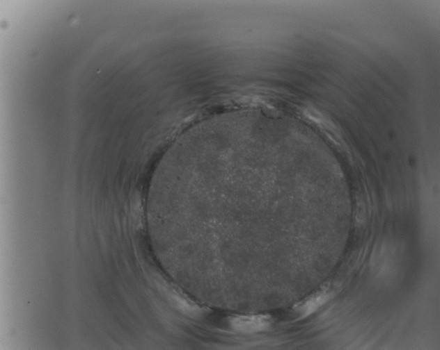 X0000062880465200601171452