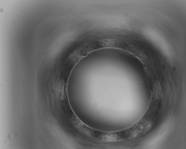 X0000062880525200601171451