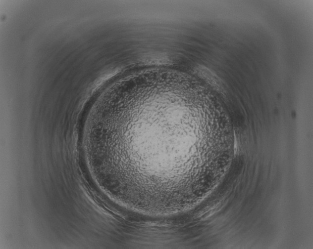 X0000062880627200601171448