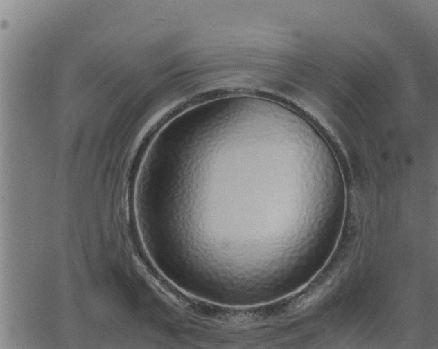 X0000062880791200601171446