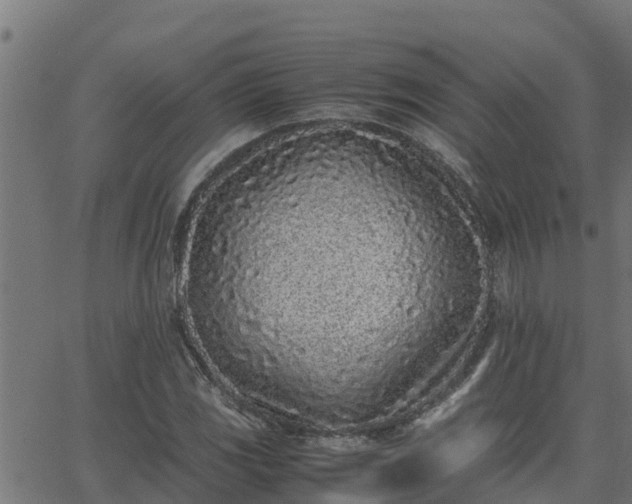 X0000062881117200601171440
