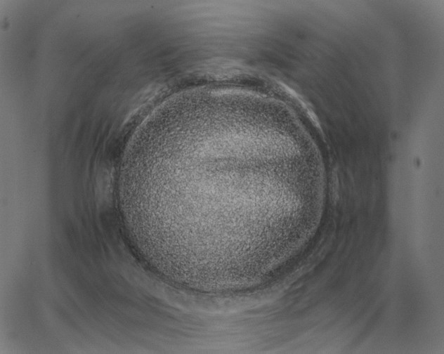 X0000062880018200601201831