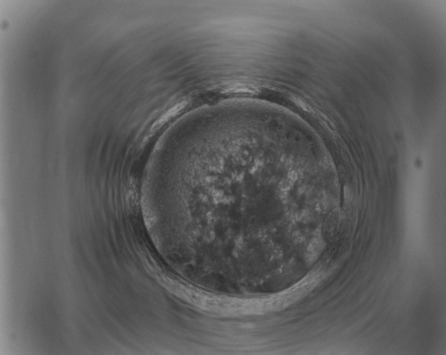 X0000062880048200601201831