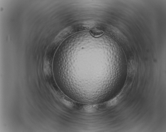 X0000062880136200601201829