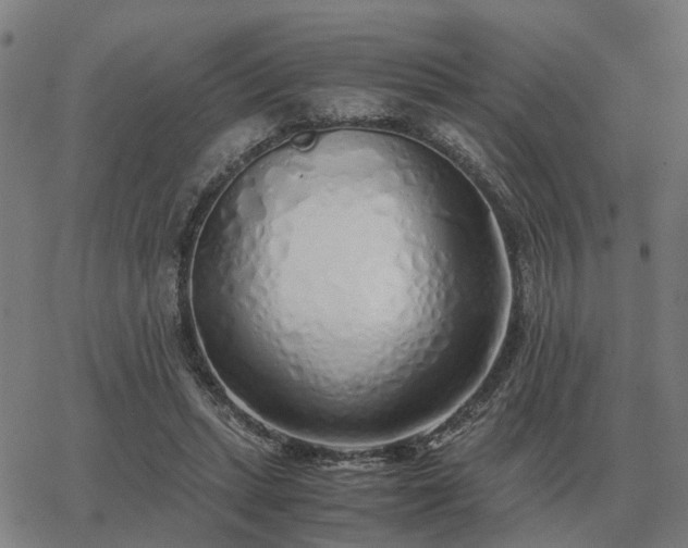 X0000062880447200601201824