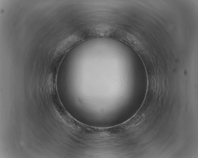 X0000062880594200601201822