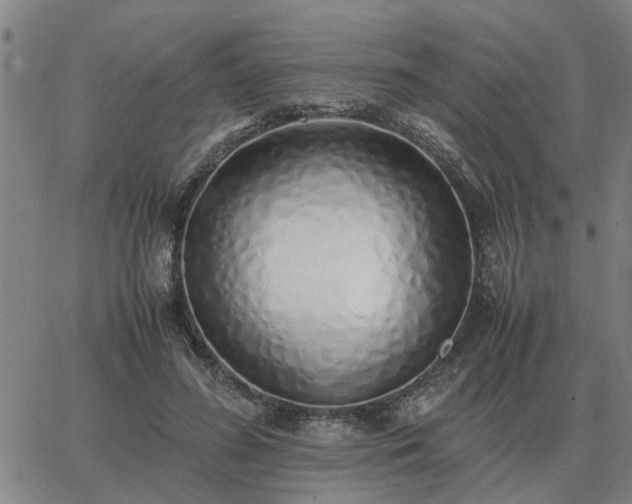 X0000062880596200601201822