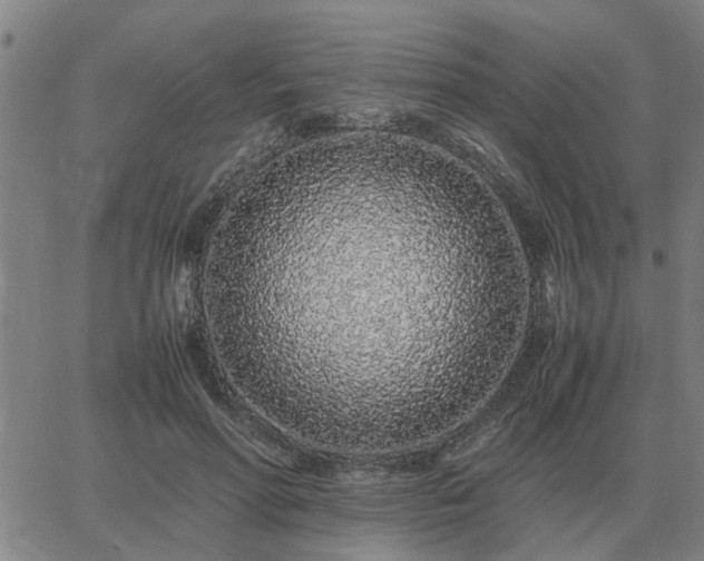 X0000062880598200601201822