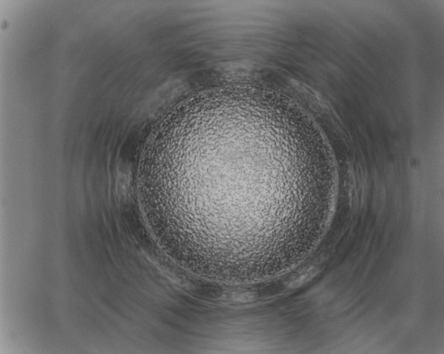 X0000062880610200601201821