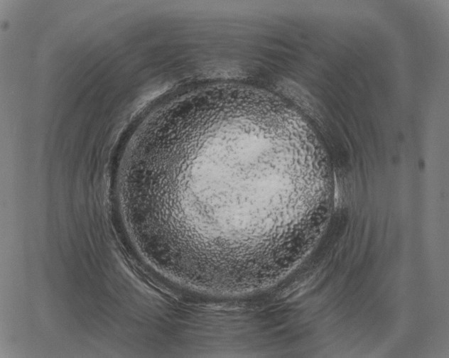 X0000062880627200601201820