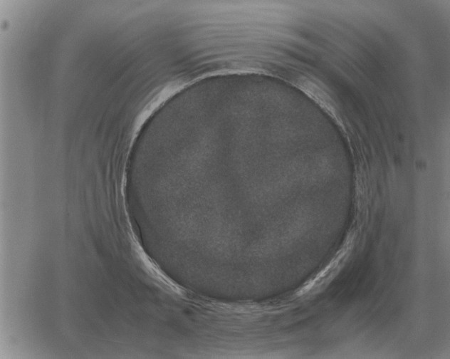 X0000062880797200601201818