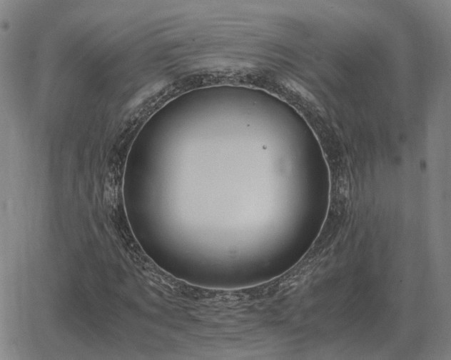 X0000062880869200601201817