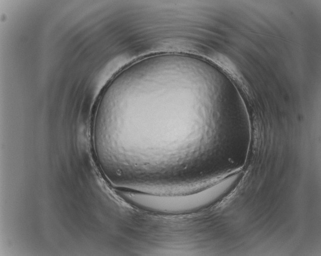 X0000062880896200601201817