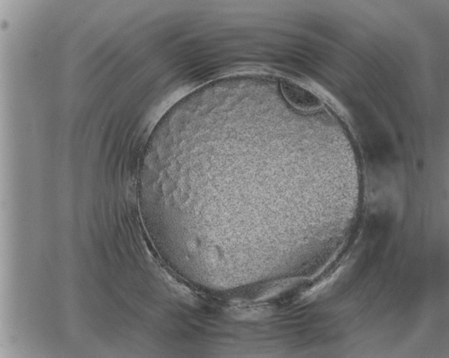 X0000062880953200601201816