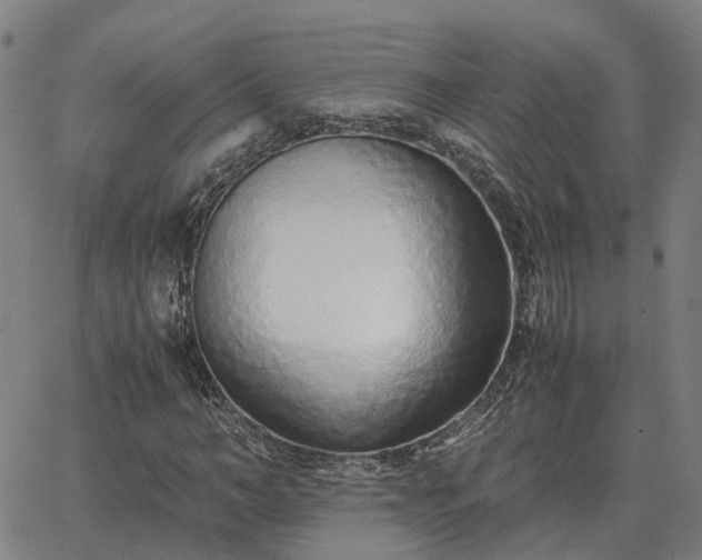 X0000062880966200601201815