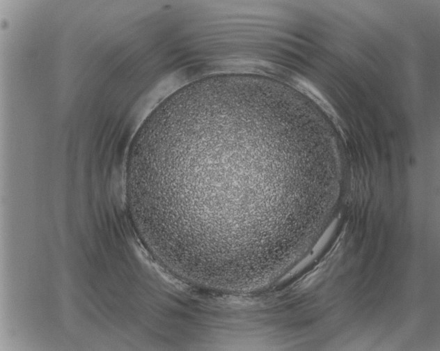 X0000062880994200601201815