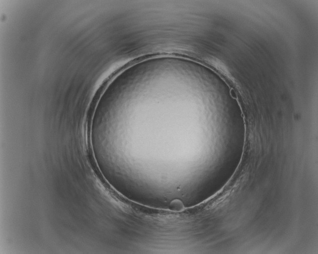 X0000062881032200601201814