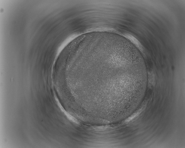 X0000062881046200601201815