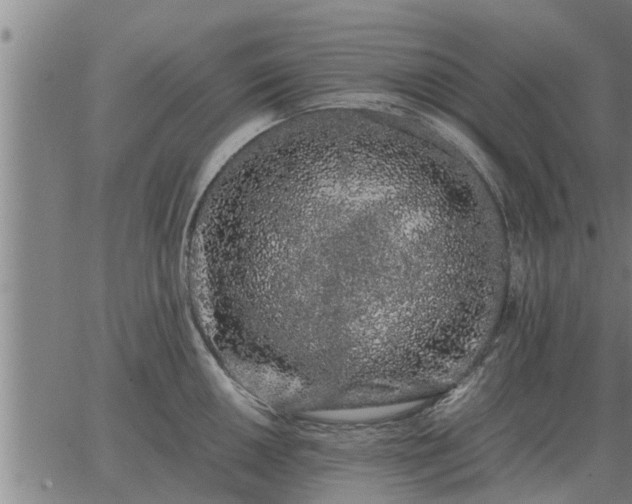 X0000062881050200601201815