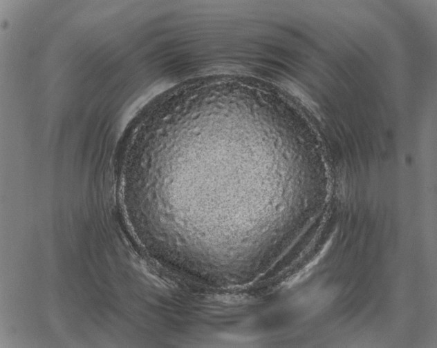 X0000062881117200601201813