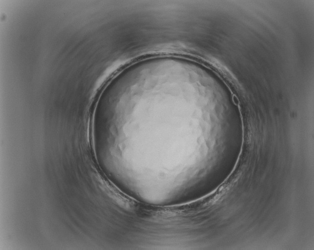 X0000062881224200601201811