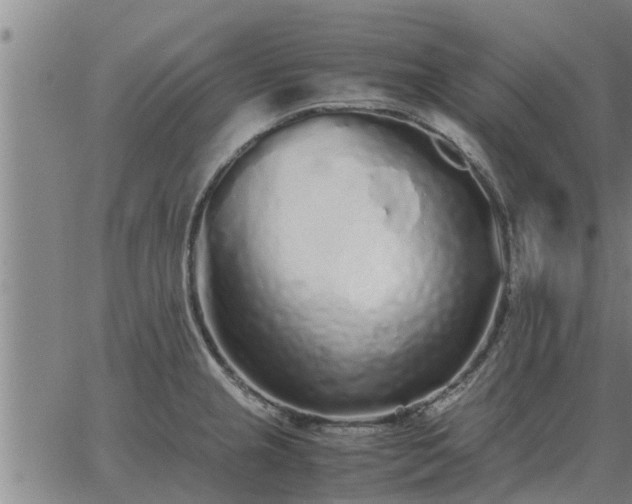 X0000062881237200601201811