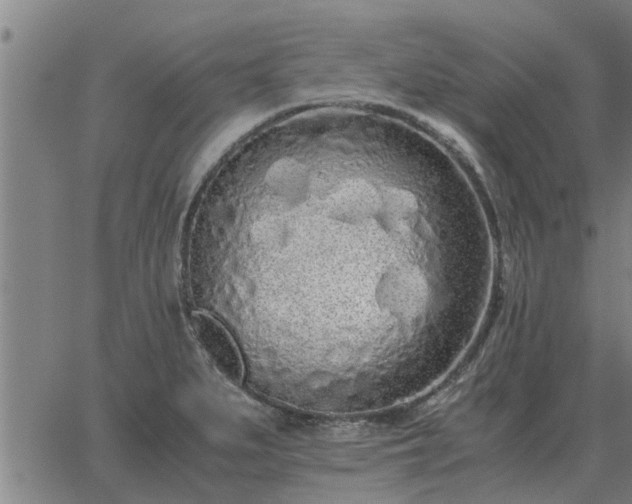 X0000062881279200601201810