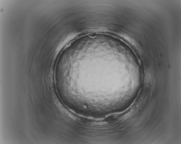 X0000062881325200601201810