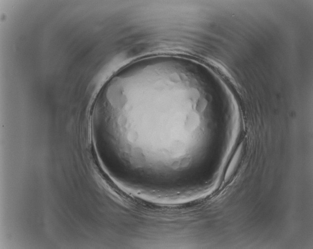 X0000062881371200601201809