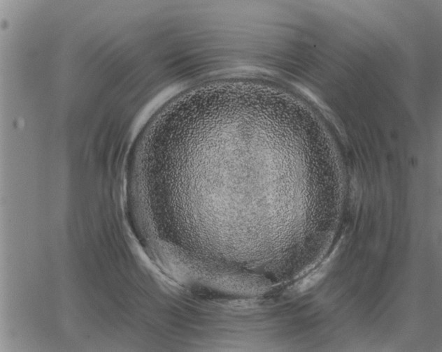 X0000062881418200601201808