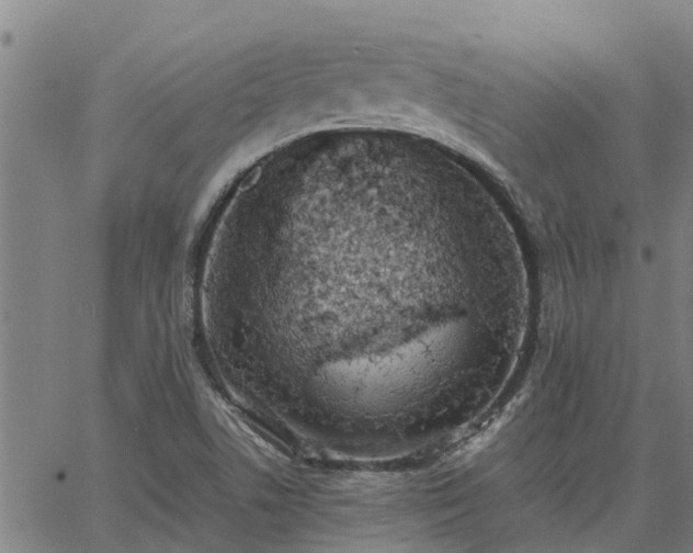 X0000062881506200601201806